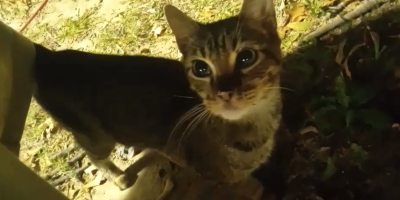 photo of Risu, a black and brown tabby 